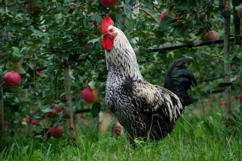 A striking rooster stands proudly in an apple orchard in Schenna, Italy, showcasing rural charm.