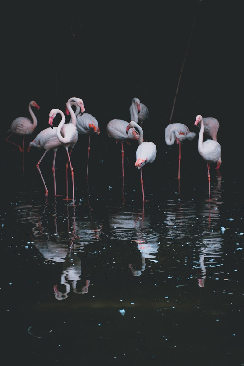 flock of flamingos