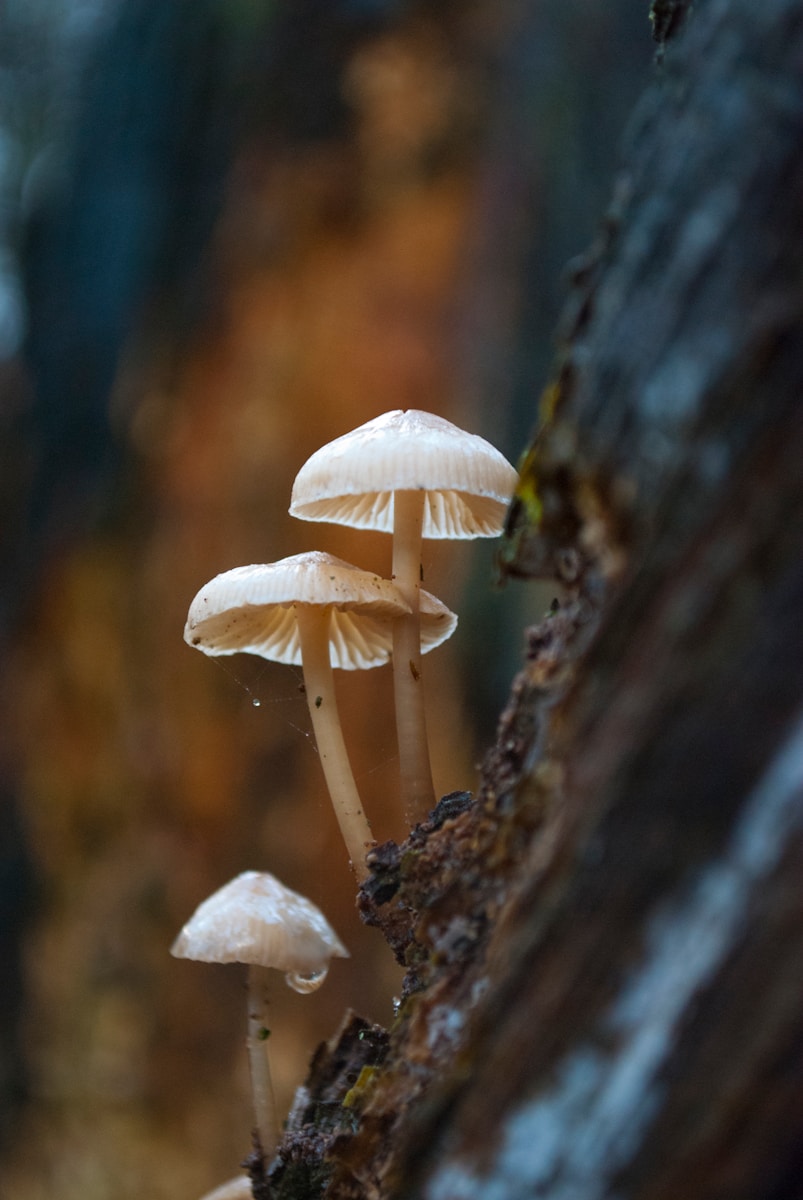 three mushrooms