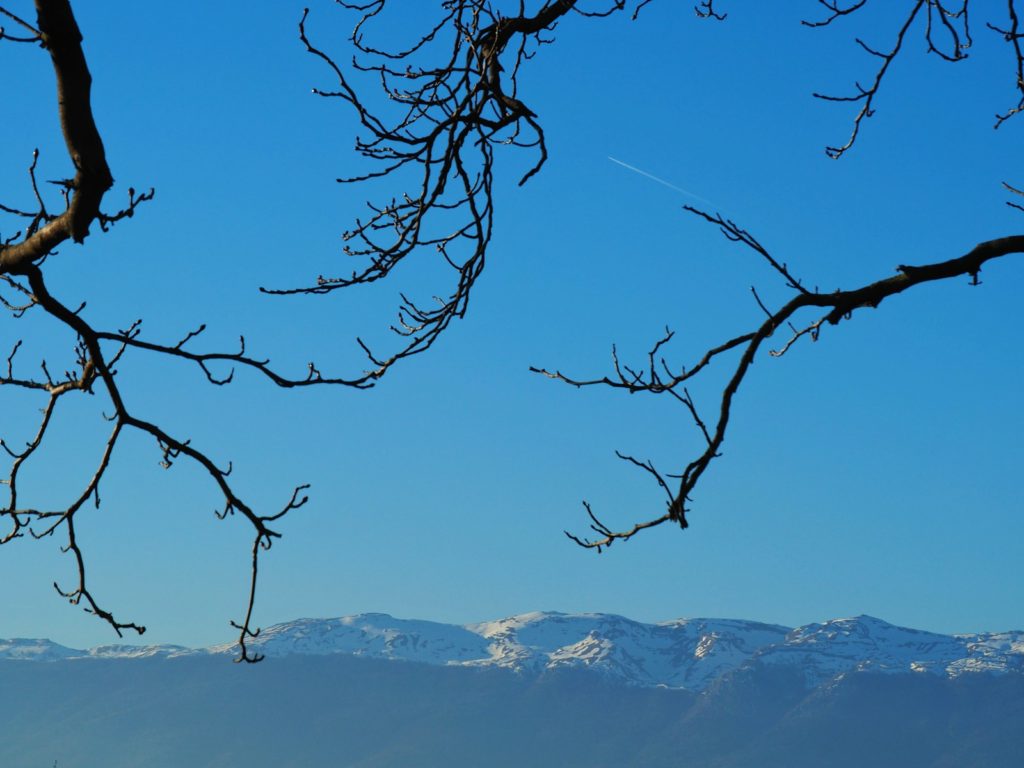 a view of a snowy mountain range through the branches of a tree