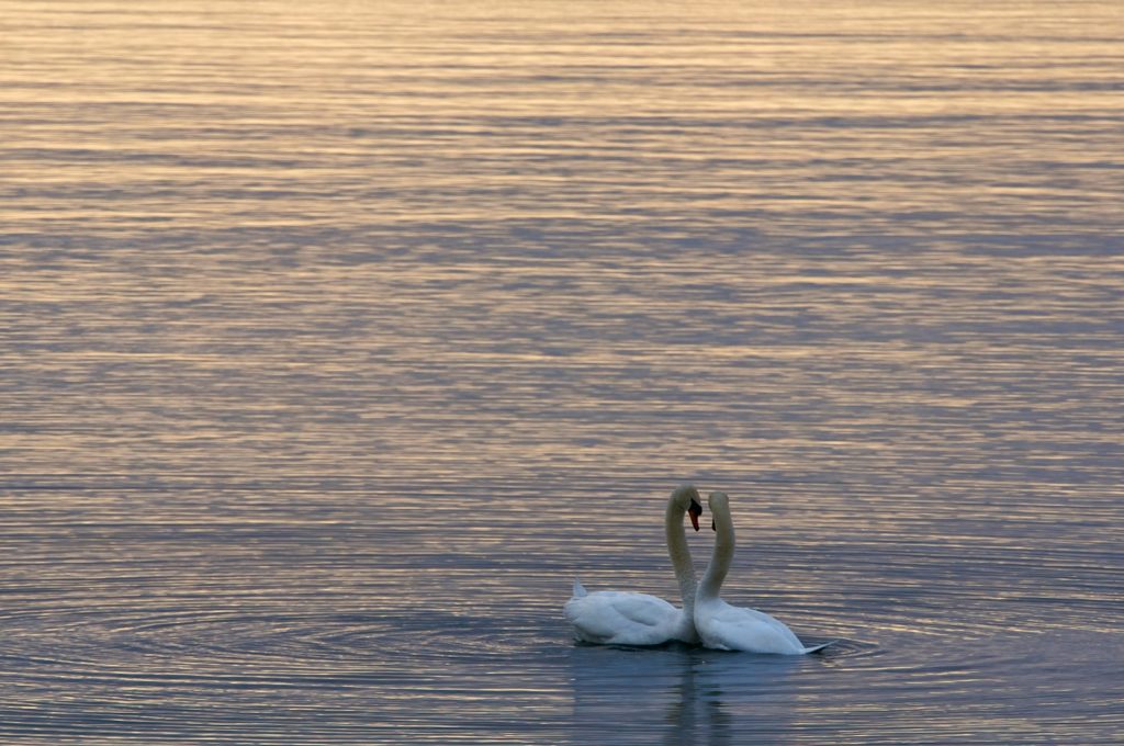 two white swans on water